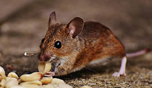 24 Hour & Emergency Exterminators in Fassett, PA